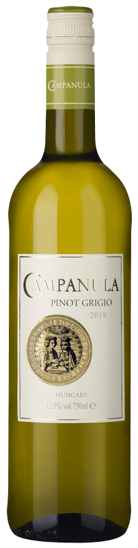 Campanula Pinot Grigio Campanula Pinot Grigio
