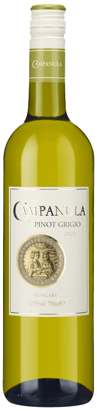 Campanula Pinot Grigio Campanula Pinot Grigio