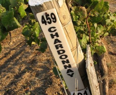 Surbiton Shop Tasting - Absolutely Brilliant Chardonnay Surbiton Shop Tasting - Absolutely Brilliant Chardonnay