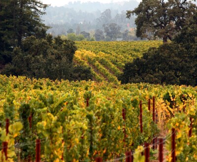 Surbiton Shop Tasting- I wish they could all be Californian Surbiton Shop Tasting- I wish they could all be Californian