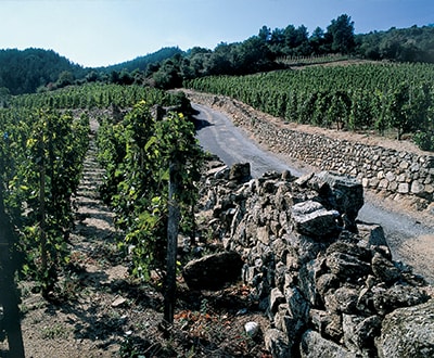 SU 19.04 - Wines of the Rhone Valley