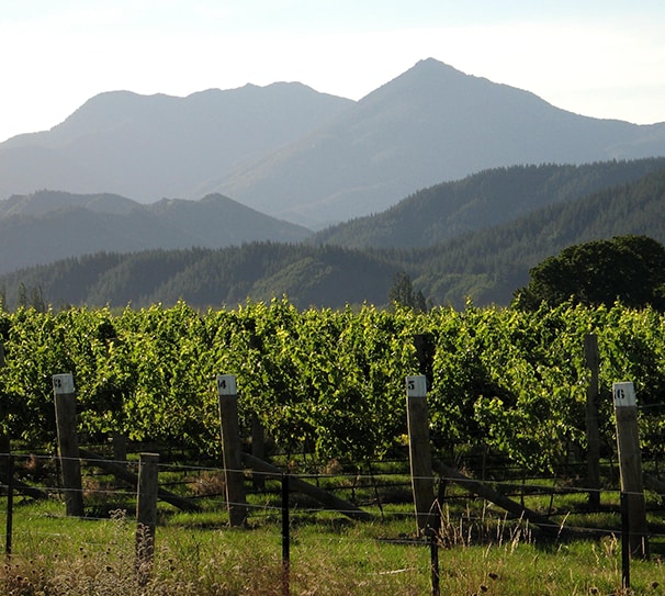 New Zealand- Beyond Sauvignon Blanc! New Zealand- Beyond Sauvignon Blanc!