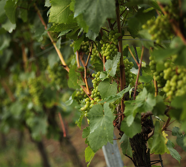 A Flavour of England  - Nottingham Store - Thur 23rd April - 7:30pm - 9:30pm