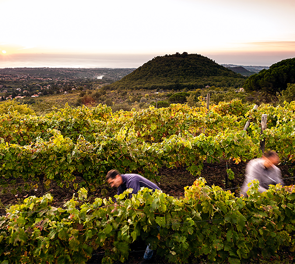 The wines of Piedmont and Venice - Hersham Store -Fri 22nd May - 7pm - 9pm