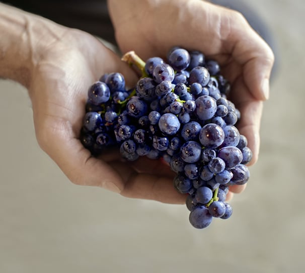 A Taste of Pinot Noir - Virginia Water - Thurs 26th March - 7-9pm