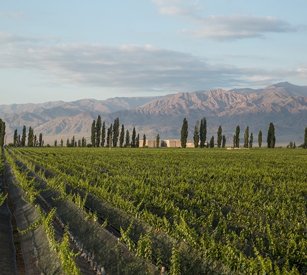 Chile vs Argentina - Beaconsfield Store - Thurs 28th May - 7-9pm